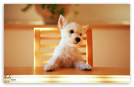 y797 UltraHD Wallpaper for Widescreen 16:10 ;