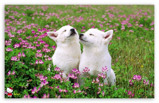 y798 UltraHD Wallpaper for Widescreen 16:10 ;