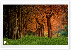 y831 4K UHD Wallpaper for Widescreen and UltraWide Desktop, UltraHD TV, Smartphone, Tablet