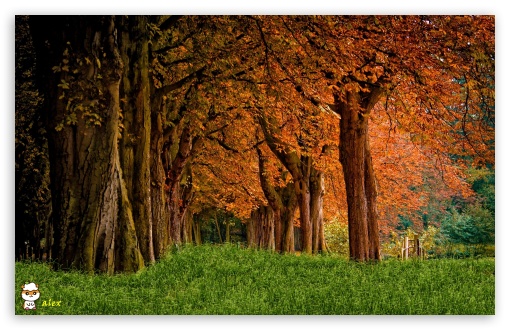 y831 UltraHD Wallpaper for Widescreen 16:10 ;