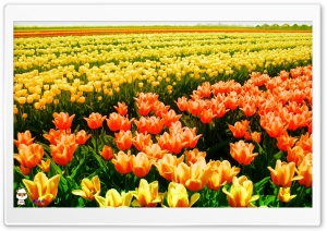 y952 4K UHD Wallpaper for Widescreen and UltraWide Desktop, UltraHD TV, Smartphone, Tablet