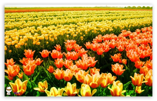 y952 UltraHD Wallpaper for Widescreen 16:10 ;