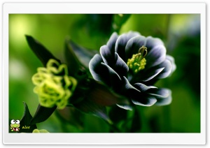 y955 4K UHD Wallpaper for Widescreen and UltraWide Desktop, UltraHD TV, Smartphone, Tablet