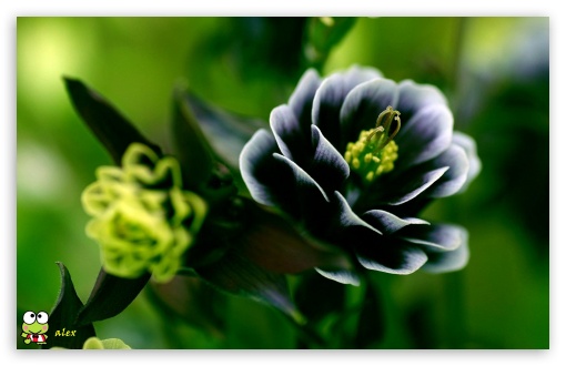 y955 UltraHD Wallpaper for Widescreen 16:10 ;