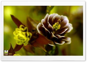 y956 4K UHD Wallpaper for Widescreen and UltraWide Desktop, UltraHD TV, Smartphone, Tablet