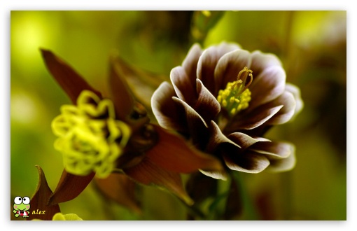 y956 UltraHD Wallpaper for Widescreen 16:10 ;