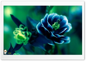y957 4K UHD Wallpaper for Widescreen and UltraWide Desktop, UltraHD TV, Smartphone, Tablet