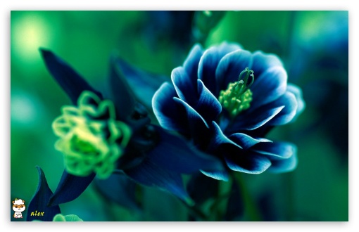 y957 UltraHD Wallpaper for Widescreen 16:10 ;
