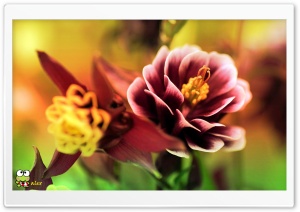 y958 4K UHD Wallpaper for Widescreen and UltraWide Desktop, UltraHD TV, Smartphone, Tablet