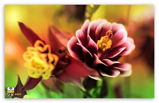 y958 UltraHD Wallpaper for Widescreen 16:10 ;