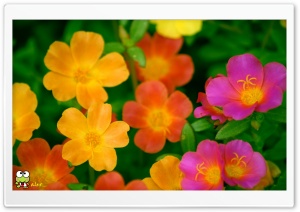 y959 4K UHD Wallpaper for Widescreen and UltraWide Desktop, UltraHD TV, Smartphone, Tablet