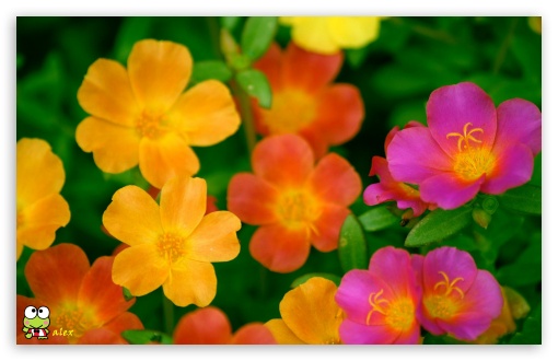 y959 UltraHD Wallpaper for Widescreen 16:10 ;
