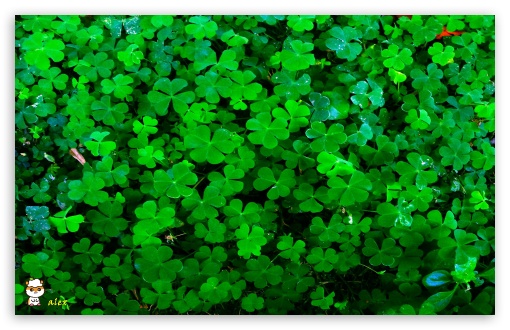 y980 UltraHD Wallpaper for Widescreen 16:10 ;
