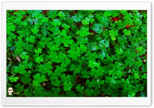 y981 4K UHD Wallpaper for Widescreen and UltraWide Desktop, UltraHD TV, Smartphone, Tablet