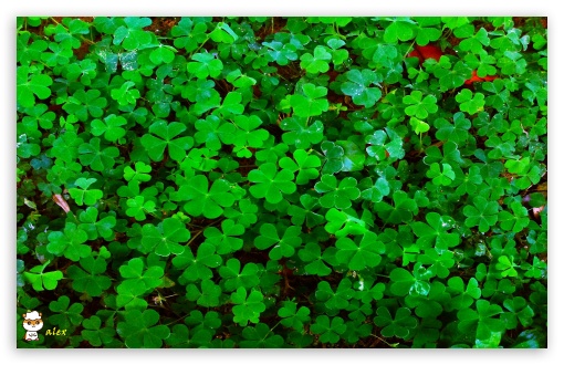 y981 UltraHD Wallpaper for Widescreen 16:10 ;