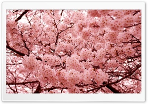 yaponskaya sakura 4K UHD Wallpaper for Widescreen and UltraWide Desktop, UltraHD TV, Smartphone, Tablet