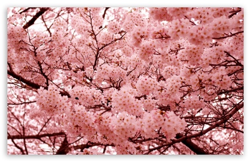 yaponskaya sakura UltraHD Wallpaper for HD 16:9 ; Widescreen 16:10 5:3 ;