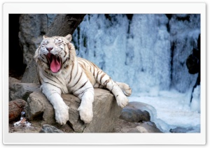 Yawning Tiger Ultra HD Wallpaper for 4K UHD Widescreen desktop, tablet & smartphone