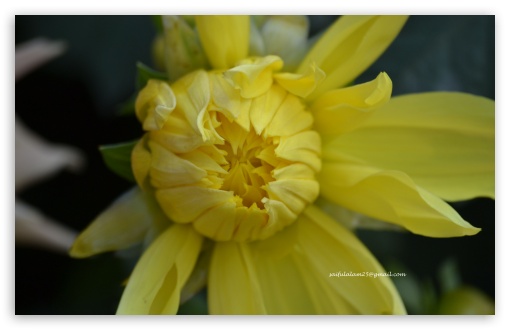 Yellow UltraHD Wallpaper for UHD 16:9 ; HD 16:9 ; Widescreen 16:10 5:3 ; Fullscreen 4:3 3:2 ;