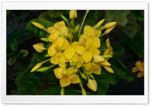 Yellow Ultra HD Wallpaper for 4K UHD Widescreen desktop, tablet & smartphone