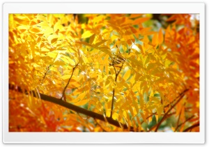 Yellow   Orange Autumn Foliage Ultra HD Wallpaper for 4K UHD Widescreen desktop, tablet & smartphone