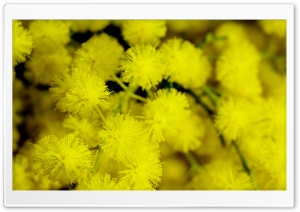 Yellow Acacia Baileyana Flowers Ultra HD Wallpaper for 4K UHD Widescreen desktop, tablet & smartphone