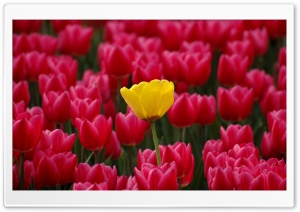 Yellow Among Red Ultra HD Wallpaper for 4K UHD Widescreen desktop, tablet & smartphone
