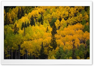 Yellow Aspen Trees Forest, Colorado 4K UHD Wallpaper for Widescreen and UltraWide Desktop, UltraHD TV, Smartphone, Tablet