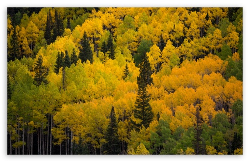 Yellow Aspen Trees Forest, Colorado UltraHD Wallpaper for UHD 16:9 ; HD 16:9 ; UltraWide 21:9 24:10 32:9 32:10 ; Widescreen 16:10 5:3 ; Fullscreen 4:3 5:4 3:2 ; Tablet 1:1 ; Mobile 9:16 9:19.5 9:20 9:21 9:22 10:16 2:3 3:5 3:4 ; Dual 16:10 5:3 16:9 4:3 5:4 3:2 ;