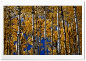Yellow Aspen Trees in Fall Ultra HD Wallpaper for 4K UHD Widescreen desktop, tablet & smartphone