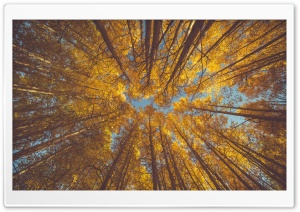Yellow Autumn Aspen Forest Canopy Ultra HD Wallpaper for 4K UHD Widescreen desktop, tablet & smartphone
