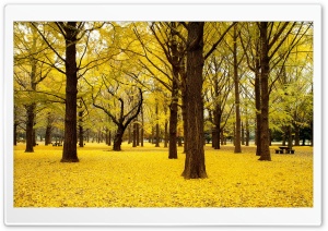 Yellow Autumn in Japan Ultra HD Wallpaper for 4K UHD Widescreen desktop, tablet & smartphone