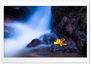 Yellow Autumn Maple Leaf, Waterfall Ultra HD Wallpaper for 4K UHD Widescreen desktop, tablet & smartphone