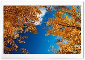 Yellow Autumn Trees Ultra HD Wallpaper for 4K UHD Widescreen desktop, tablet & smartphone