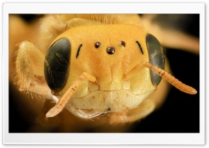 Yellow Bee Head Macro Ultra HD Wallpaper for 4K UHD Widescreen desktop, tablet & smartphone