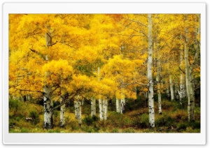 Yellow Birch, Autumn Ultra HD Wallpaper for 4K UHD Widescreen desktop, tablet & smartphone