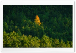 Yellow Birch Tree Amidst Pine Forest 4K UHD Wallpaper for Widescreen and UltraWide Desktop, UltraHD TV, Smartphone, Tablet