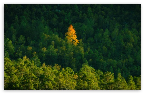 Yellow Birch Tree Amidst Pine Forest UltraHD Wallpaper for UHD 16:9 ; HD 16:9 ; UltraWide 21:9 24:10 32:9 32:10 ; Widescreen 16:10 5:3 ; Fullscreen 4:3 5:4 3:2 ; Tablet 1:1 ; Mobile 9:16 9:19.5 9:20 9:21 9:22 10:16 2:3 3:5 3:4 ; Dual 16:10 5:3 16:9 4:3 5:4 3:2 ;