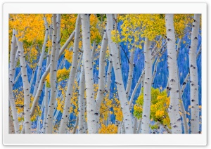 Yellow Birch Trees Close-up 4K UHD Wallpaper for Widescreen and UltraWide Desktop, UltraHD TV, Smartphone, Tablet