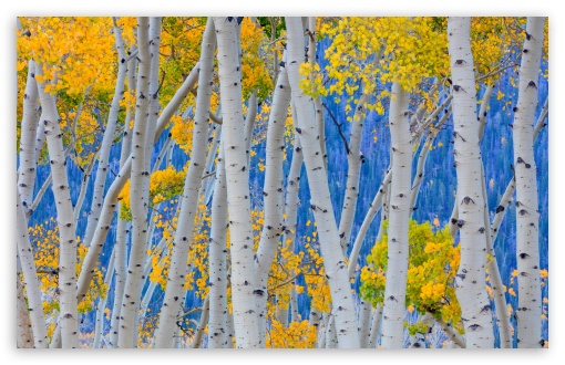 Yellow Birch Trees Close-up 4K UHD Wallpaper for Widescreen and UltraWide Desktop, UltraHD TV, Smartphone, Tablet Yellow Birch Trees Close-up UltraHD Wallpaper for UHD 16:9 ; HD 16:9 ; UltraWide 21:9 24:10 32:9 32:10 ; Widescreen 16:10 5:3 ; Fullscreen 4:3 5:4 3:2 ; Tablet 1:1 ; Mobile 9:16 9:19.5 9:20 10:16 2:3 3:5 3:4 ; Dual 16:10 5:3 16:9 4:3 5:4 3:2 ;
