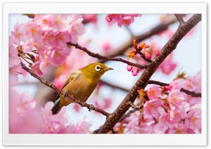 Yellow Bird on a Cherry Blossom Tree Branch Ultra HD Wallpaper for 4K UHD Widescreen desktop, tablet & smartphone