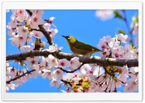 Yellow Bird Perched on a Blossom Branch Spring 4K UHD Wallpaper for Widescreen and UltraWide Desktop, UltraHD TV, Smartphone, Tablet