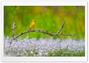 Yellow Bird perched on a Branch 4K UHD Wallpaper for Widescreen and UltraWide Desktop, UltraHD TV, Smartphone, Tablet