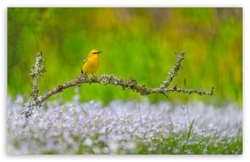 Yellow Bird perched on a Branch UltraHD Wallpaper for UHD 16:9 ; HD 16:9 ; UltraWide 21:9 24:10 32:9 32:10 ; Widescreen 16:10 ; Fullscreen 3:2 ; Tablet 1:1 ; Mobile 9:16 9:19.5 9:20 9:21 ; Dual 16:10 16:9 ;