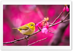 Yellow Bird Springtime Ultra HD Wallpaper for 4K UHD Widescreen desktop, tablet & smartphone