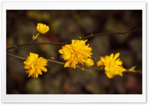 Yellow Blossoms Ultra HD Wallpaper for 4K UHD Widescreen desktop, tablet & smartphone