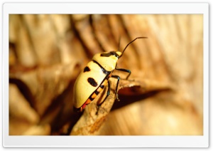 Yellow Bug Ultra HD Wallpaper for 4K UHD Widescreen desktop, tablet & smartphone