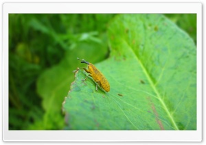 Yellow Bug on a Leaf Ultra HD Wallpaper for 4K UHD Widescreen Desktop, Lockscreen, Screensaver, TV, Tablet, Smartphone