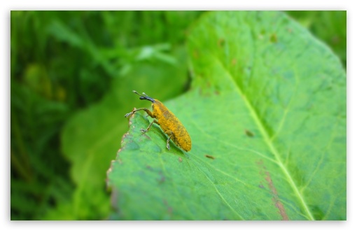 Yellow Bug on a Leaf UltraHD Wallpaper for UHD 16:9 ; HD 16:9 ; UltraWide 32:9 32:10 ; Widescreen 16:10 5:3 ; Fullscreen 4:3 5:4 3:2 ; Tablet 1:1 ; Mobile 3:5 3:4 ; Dual 16:10 5:3 16:9 4:3 5:4 ;