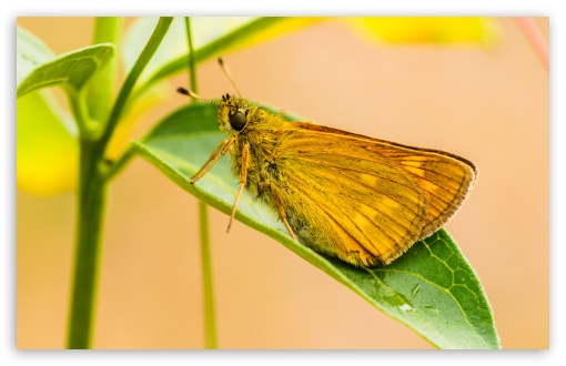 Yellow Butterfly UltraHD Wallpaper for HD 16:9 ; Widescreen 16:10 5:3 ; Fullscreen 4:3 5:4 3:2 ; Tablet 1:1 ; Mobile 3:5 3:4 ;